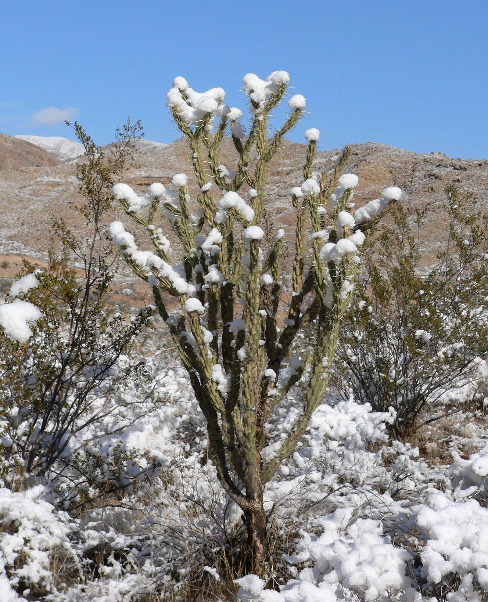 Image de Cylindropuntia acanthocarpa (Engelm. & J. M. Bigelow) F. M. Knuth