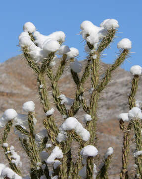 Imagem de Cylindropuntia acanthocarpa (Engelm. & J. M. Bigelow) F. M. Knuth