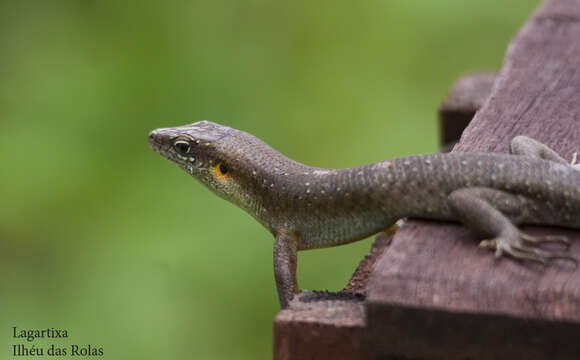 Image of Trachylepis thomensis Ceríaco, Marques & Bauer 2016