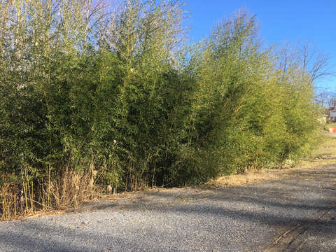 Image of yellow grove bamboo