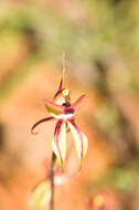 Image of Purple-veined spider orchid