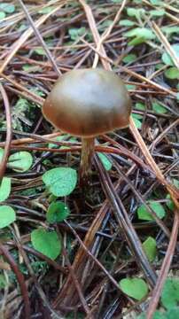 Image of Psilocybe aucklandiae Guzmán, C. C. King & Bandala 1991