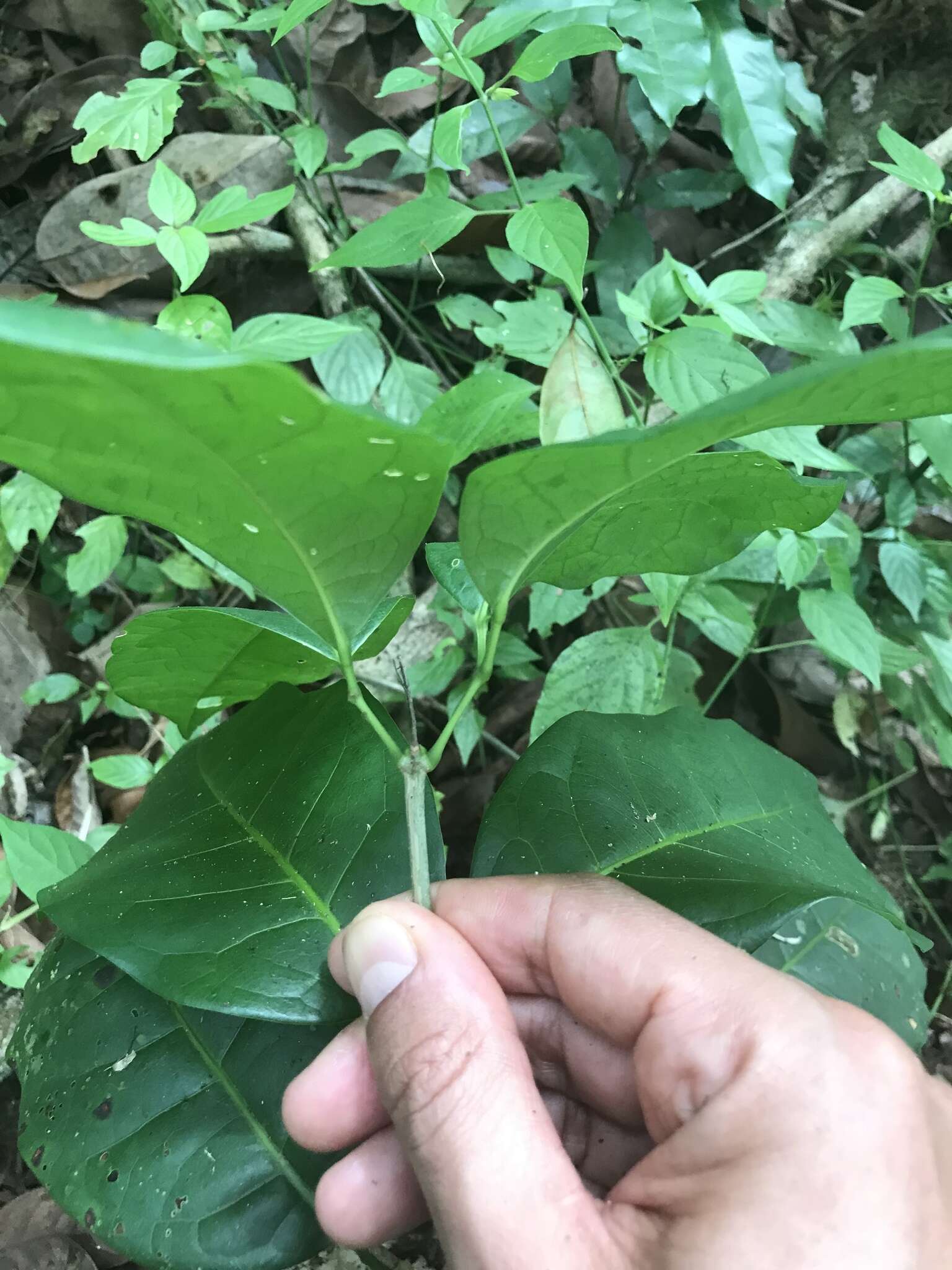 Plancia ëd Mansoa hymenaea (A. DC.) A. Gentry