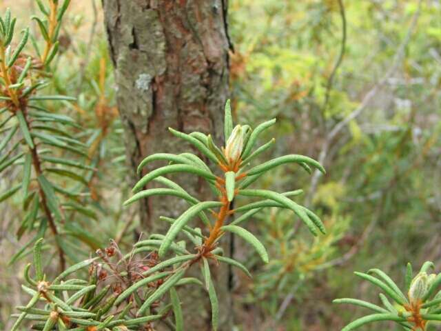 Imagem de Rhododendron tomentosum (Stokes) Harmaja