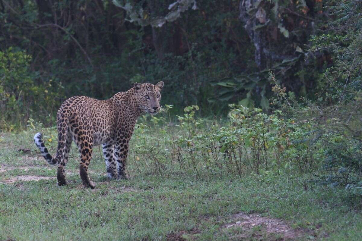 Image of Sri Lankan leopard