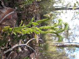 Image of Banded greenhood