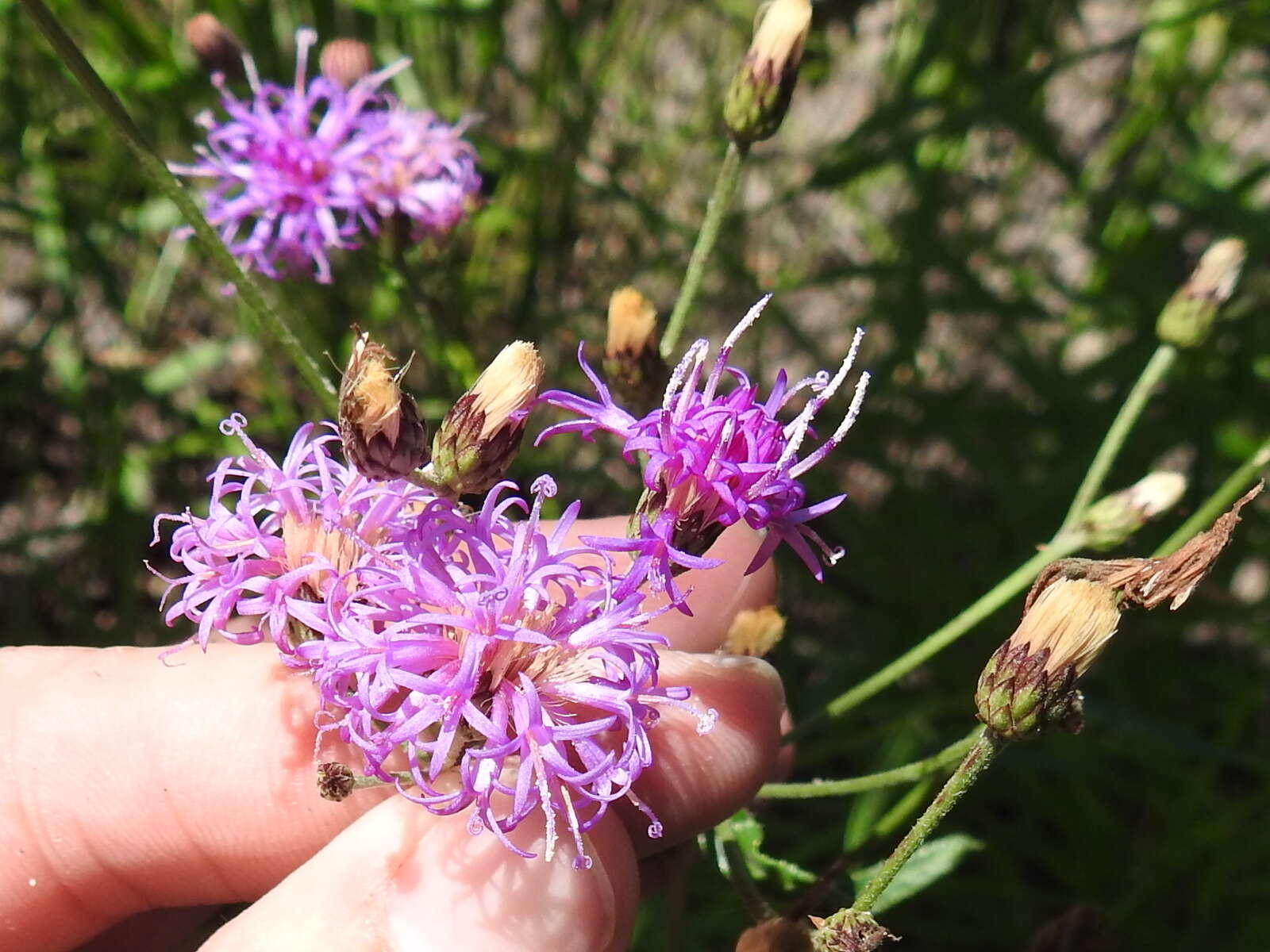 Plancia ëd Vernonia texana (A. Gray) Small