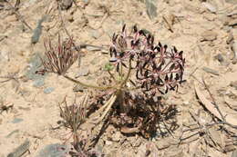 Image of Pelargonium auritum subsp. auritum