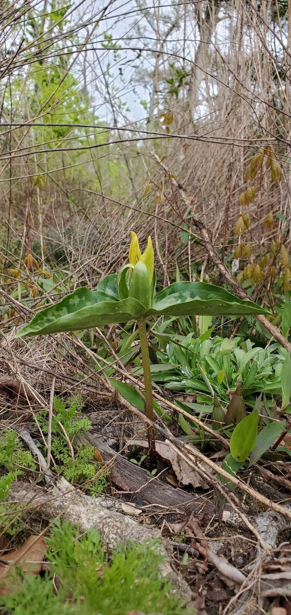 Image de Trillium decipiens J. D. Freeman