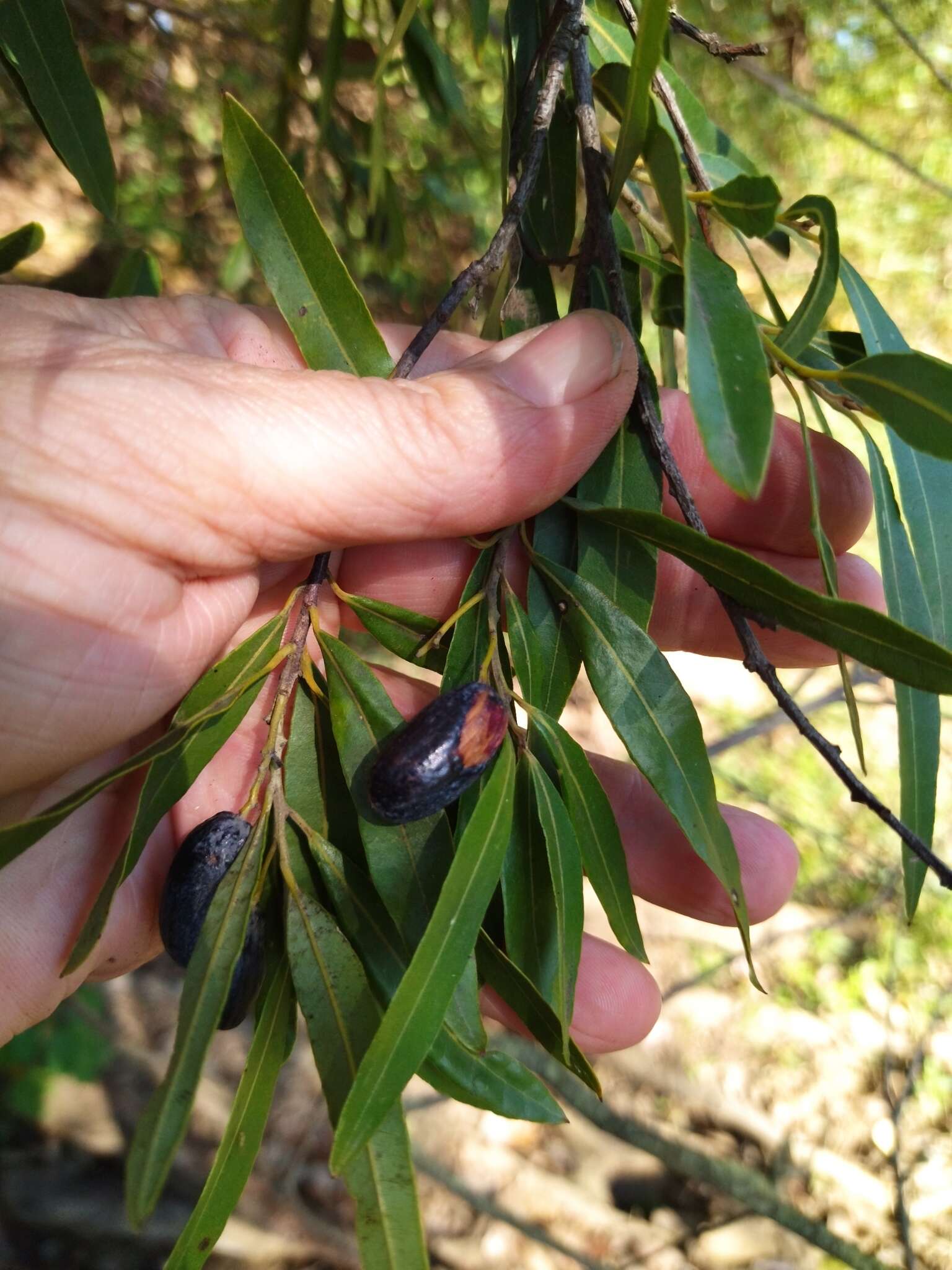 Cryptocarya angustifolia E. Mey.的圖片