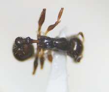 Image of <i>Temnothorax pergandei</i>