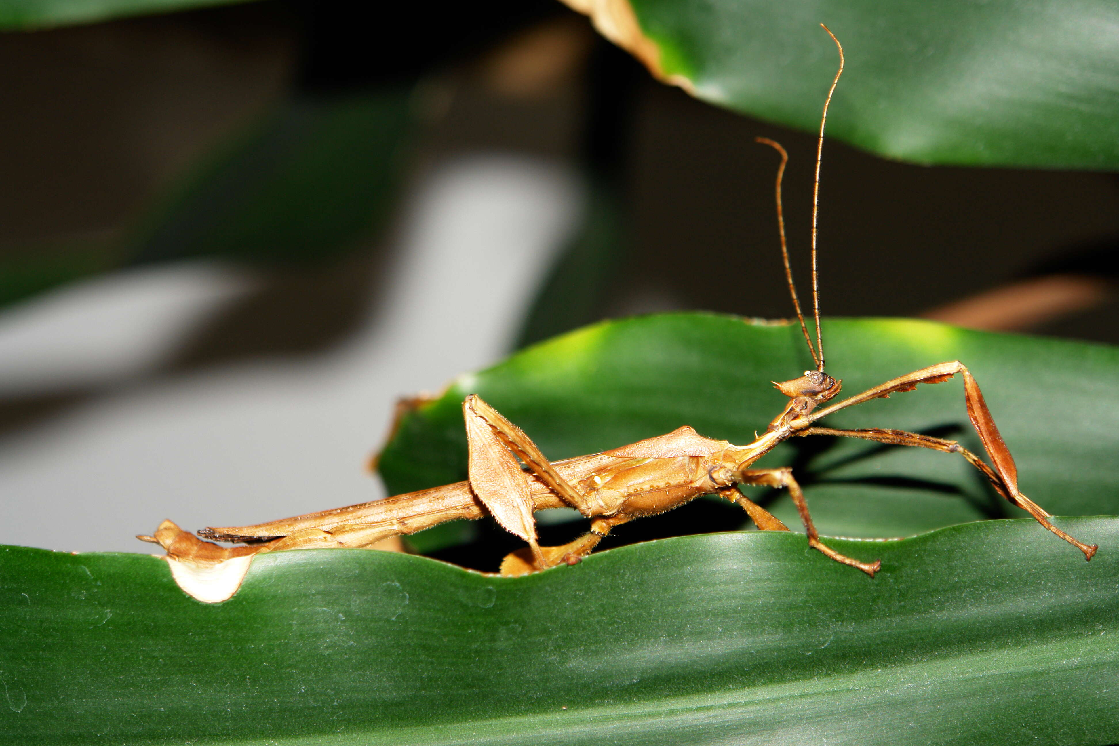 Image of giant stick insect