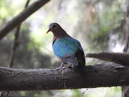 Image of Common Emerald Dove