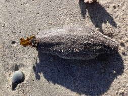 Image of Orange-footed sea cucumber