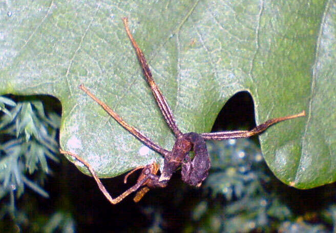 Image of giant stick insect