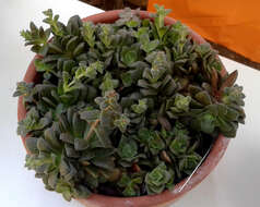 Crassula exilis subsp. picturata (Boom) G. D. Rowley resmi