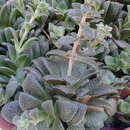 Слика од Crassula exilis subsp. picturata (Boom) G. D. Rowley