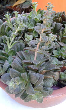 Слика од Crassula exilis subsp. picturata (Boom) G. D. Rowley