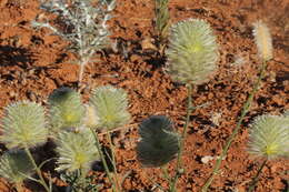 Image of Ptilotus xerophilus