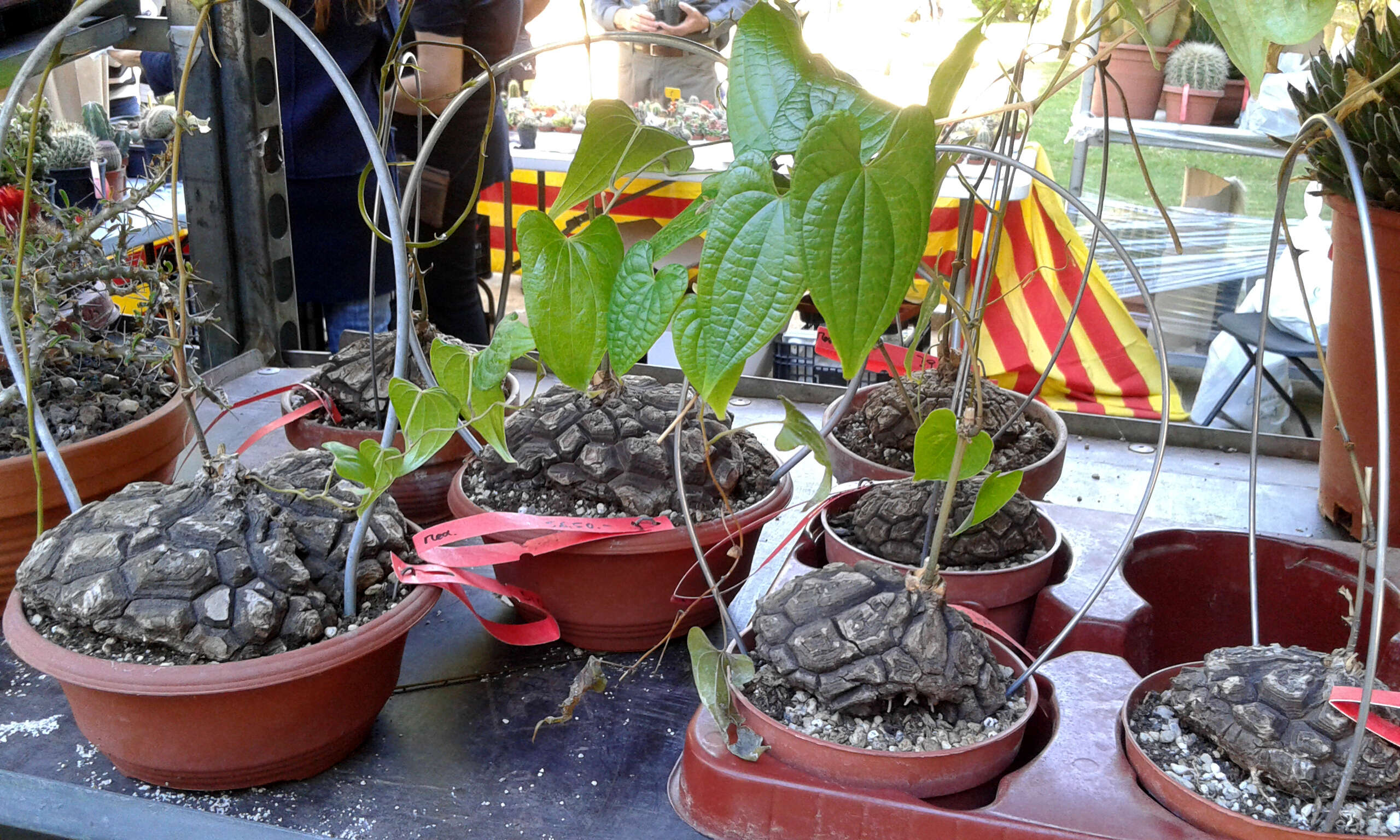Image of Dioscorea mexicana Scheidw.