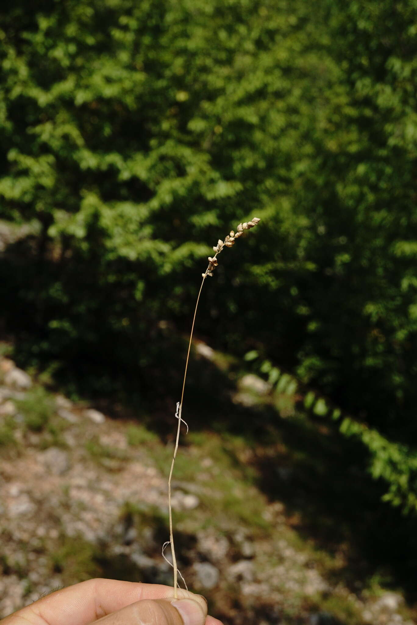 Image of quakinggrass
