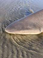 Image of Sandbar Shark