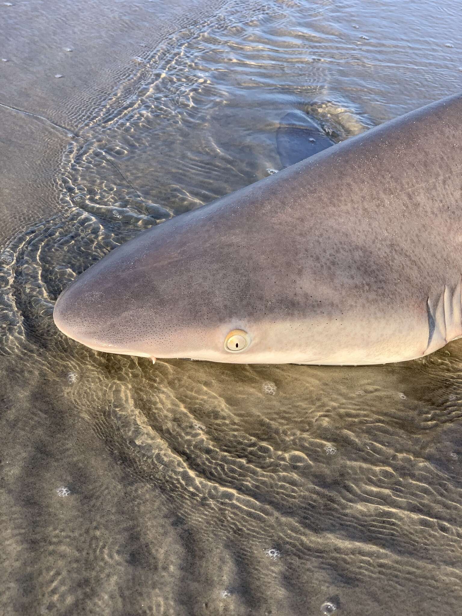 Слика од Carcharhinus plumbeus (Nardo 1827)