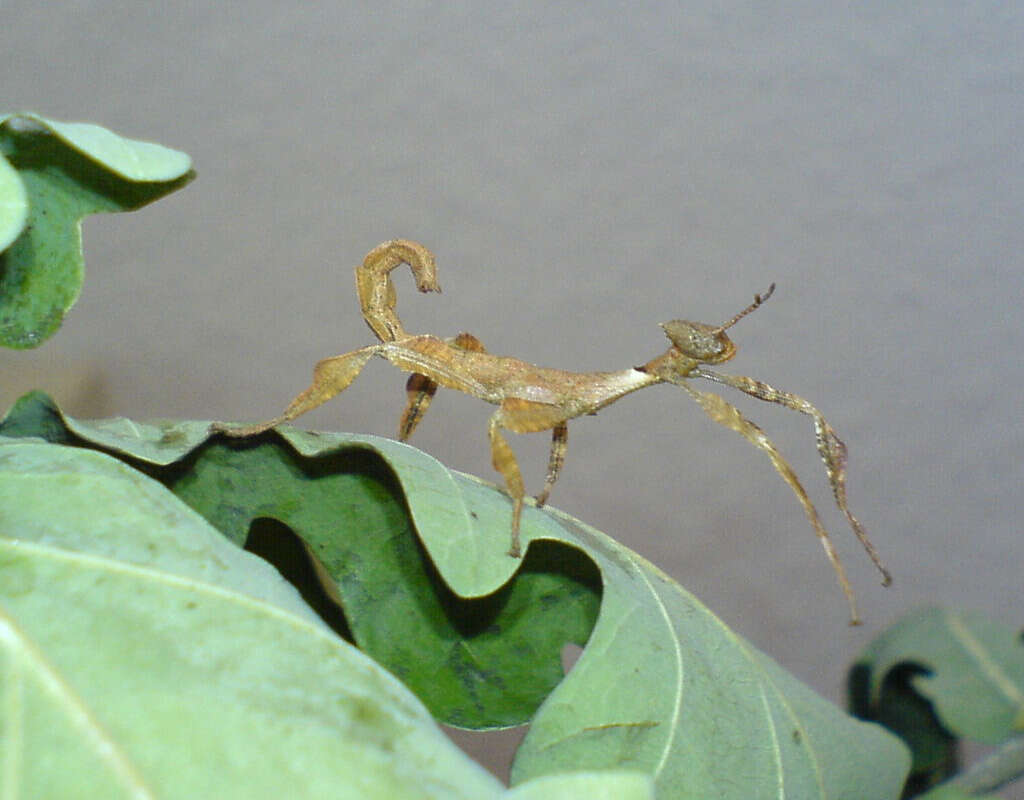 Image of giant stick insect