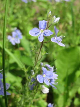 Image of bird's-eye speedwell