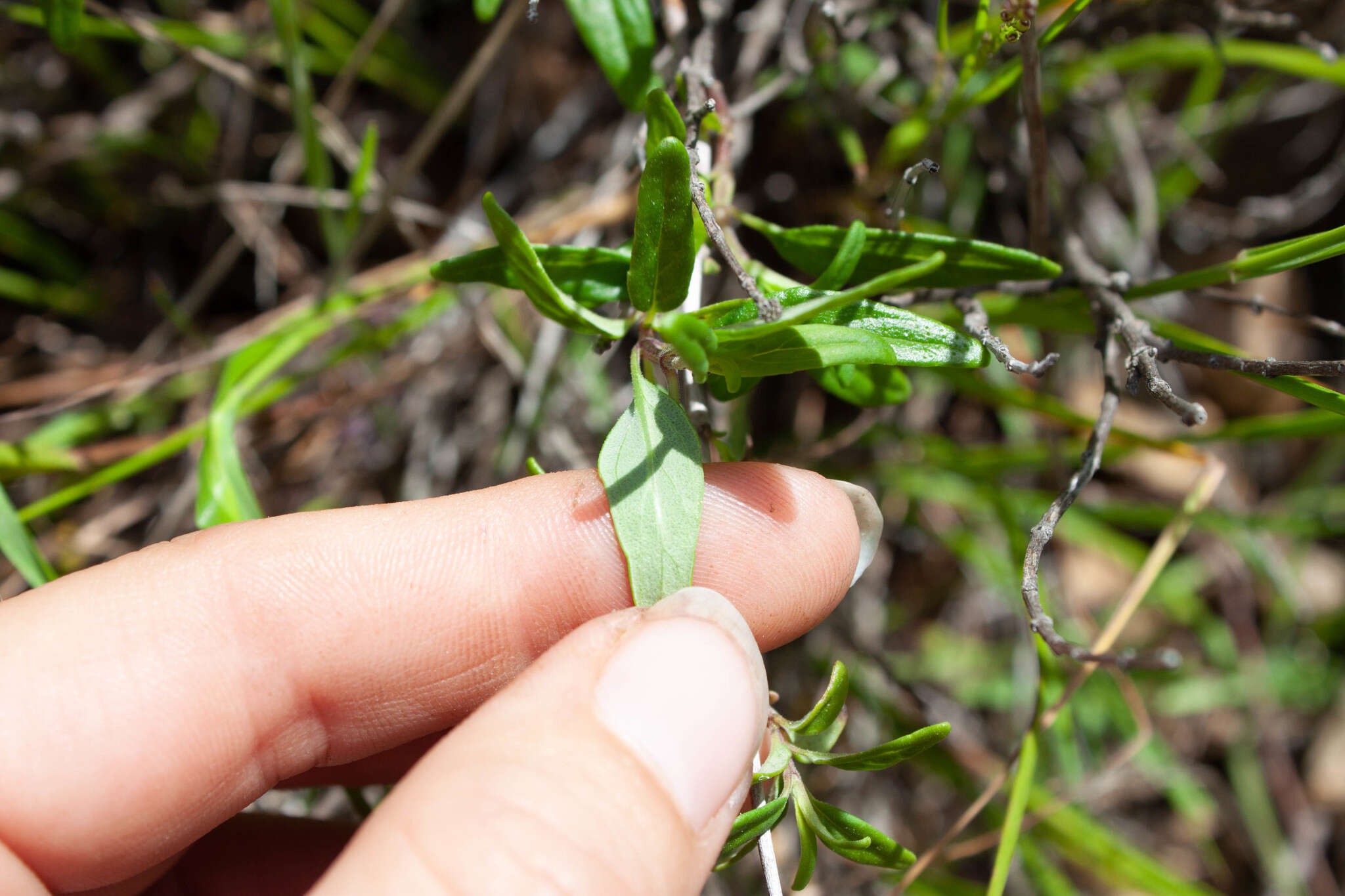 Image of thickleaf monardella