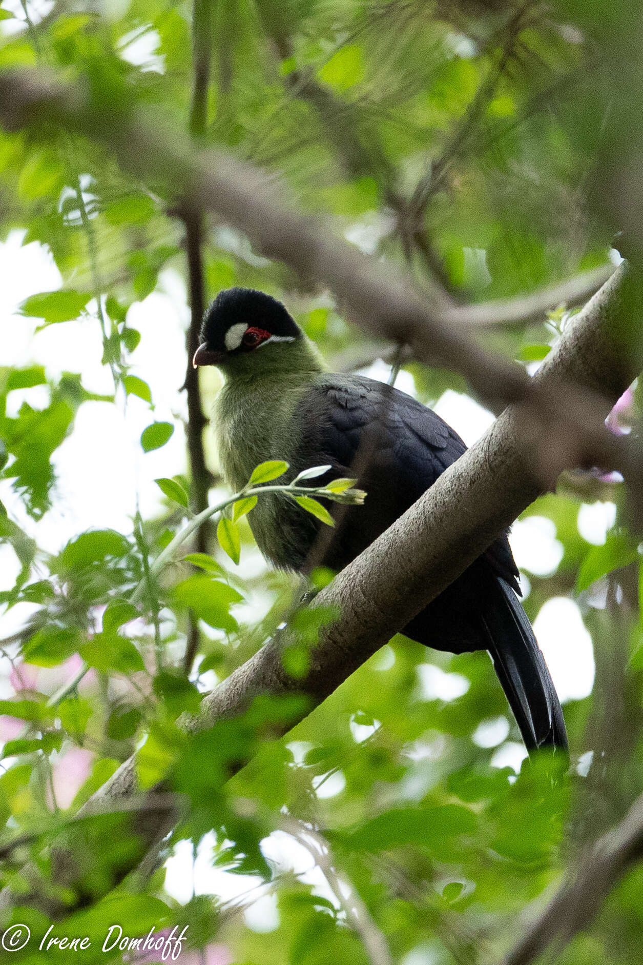 Image of Hartlaub's Turaco