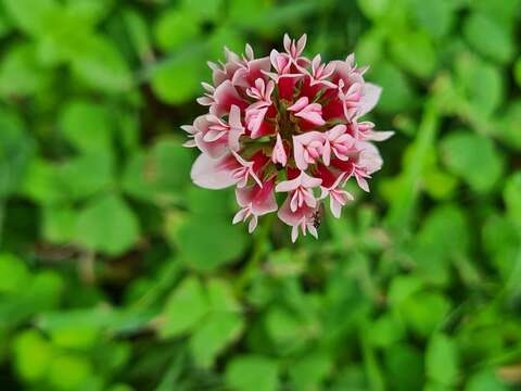 Image of peanut clover