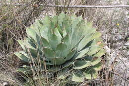 Image of Agave potatorum Zucc.