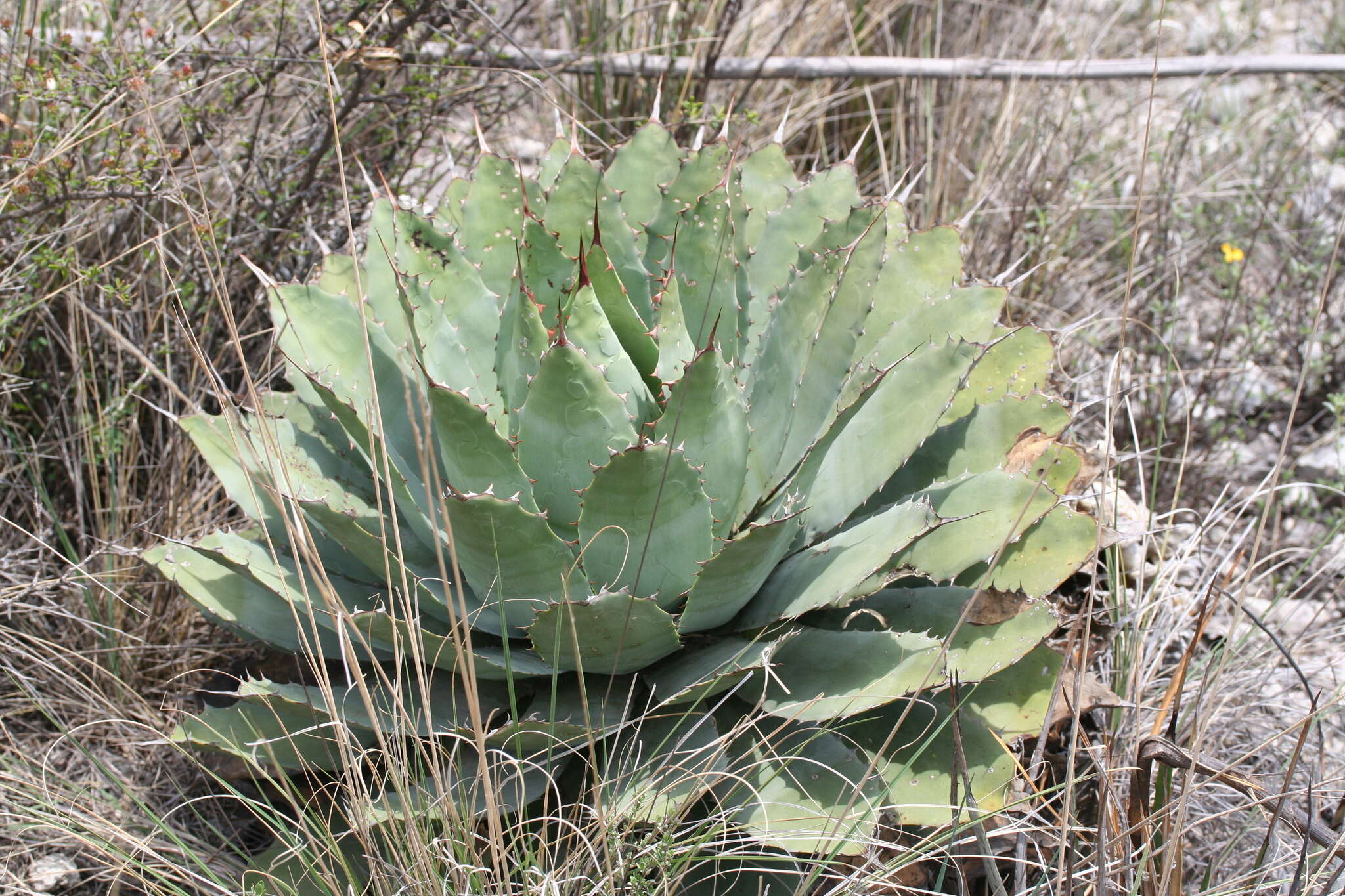 Sivun Agave potatorum Zucc. kuva