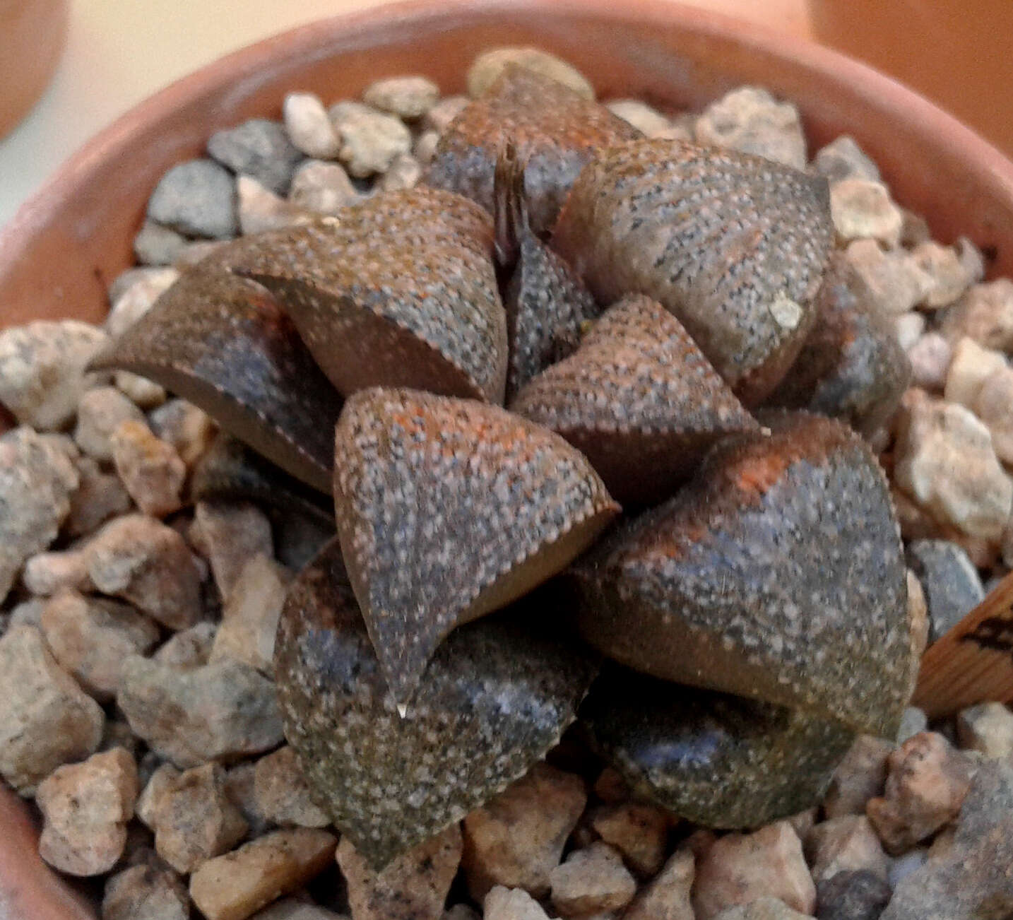 Слика од Haworthia magnifica Poelln.