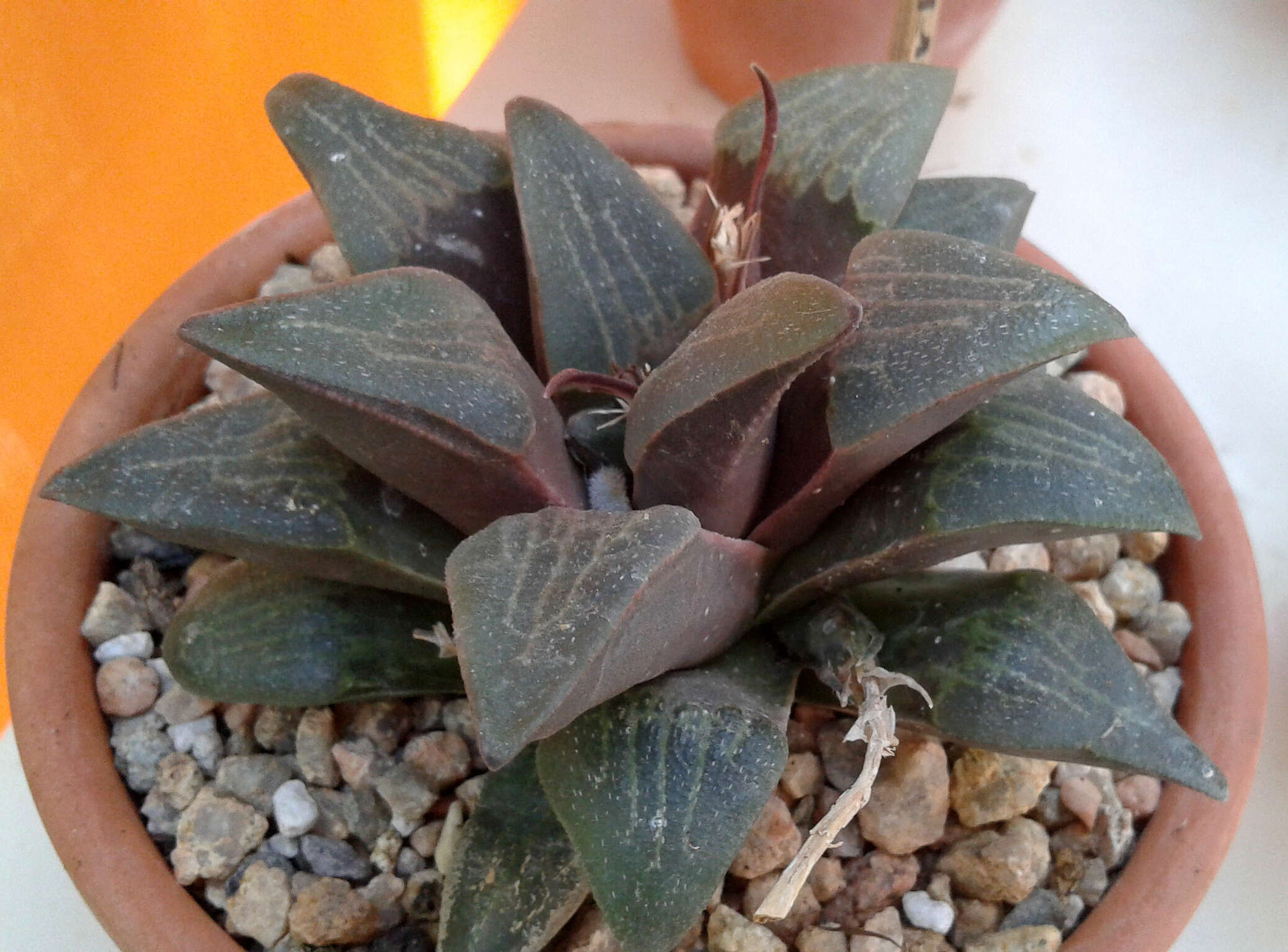 Слика од Haworthia pygmaea Poelln.