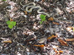 Image of Antiguan Racer