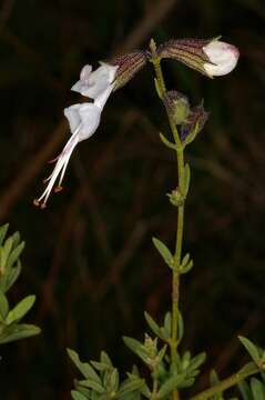 صورة Syncolostemon parviflorus E. Mey. ex Benth.