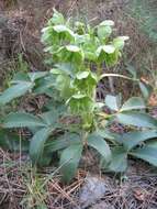 Image of Corsican hellebore