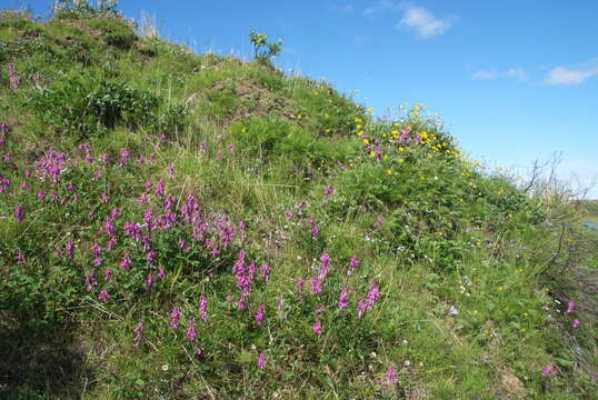 Plancia ëd Hedysarum hedysaroides subsp. arcticum (B. Fedtsch.) P. W. Ball