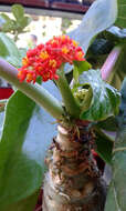 Imagem de Jatropha podagrica Hook.