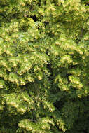 Image of Littleleaf Linden