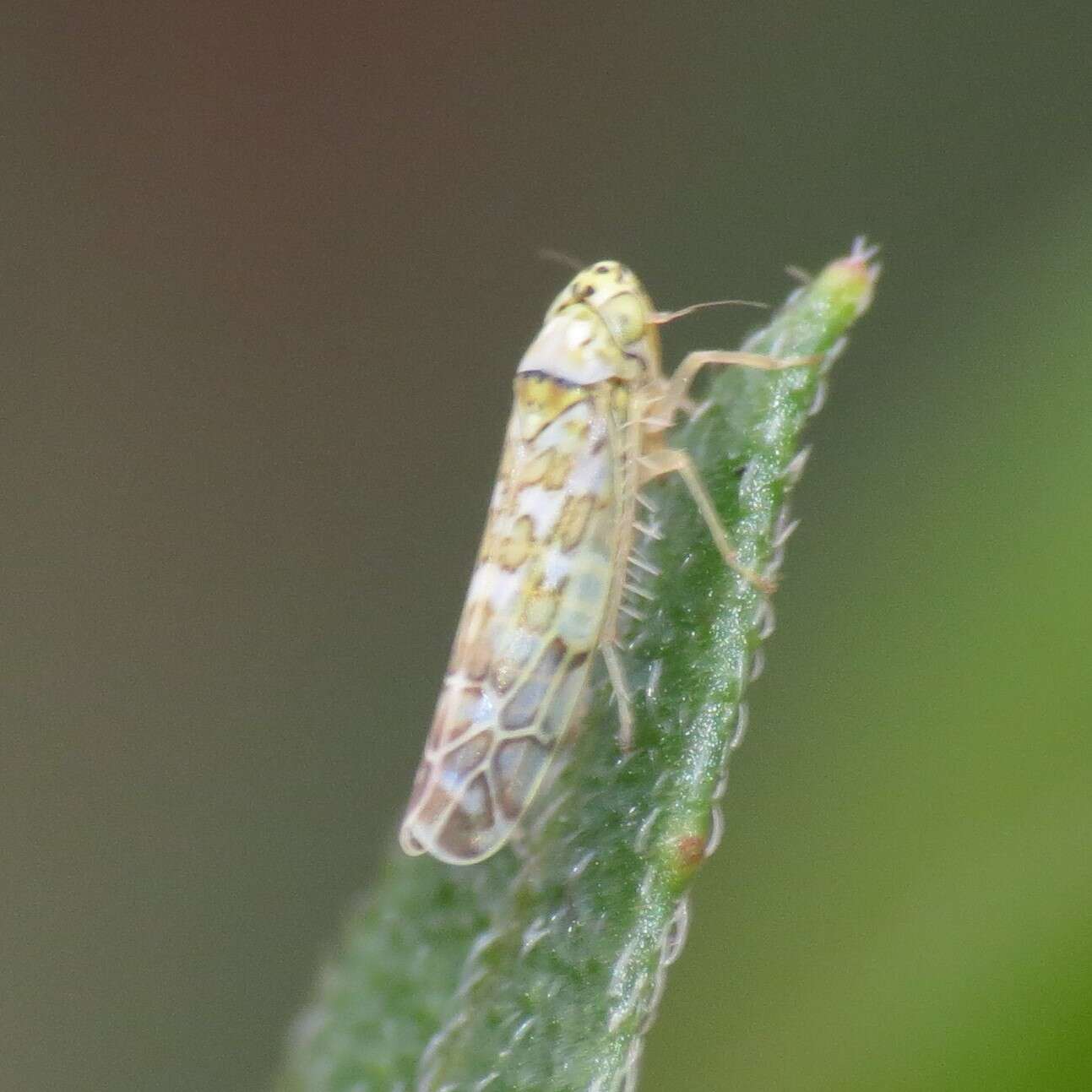 Image of Ligurian Leafhopper