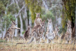 Image of kangaroo