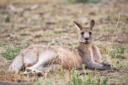 Image of kangaroo