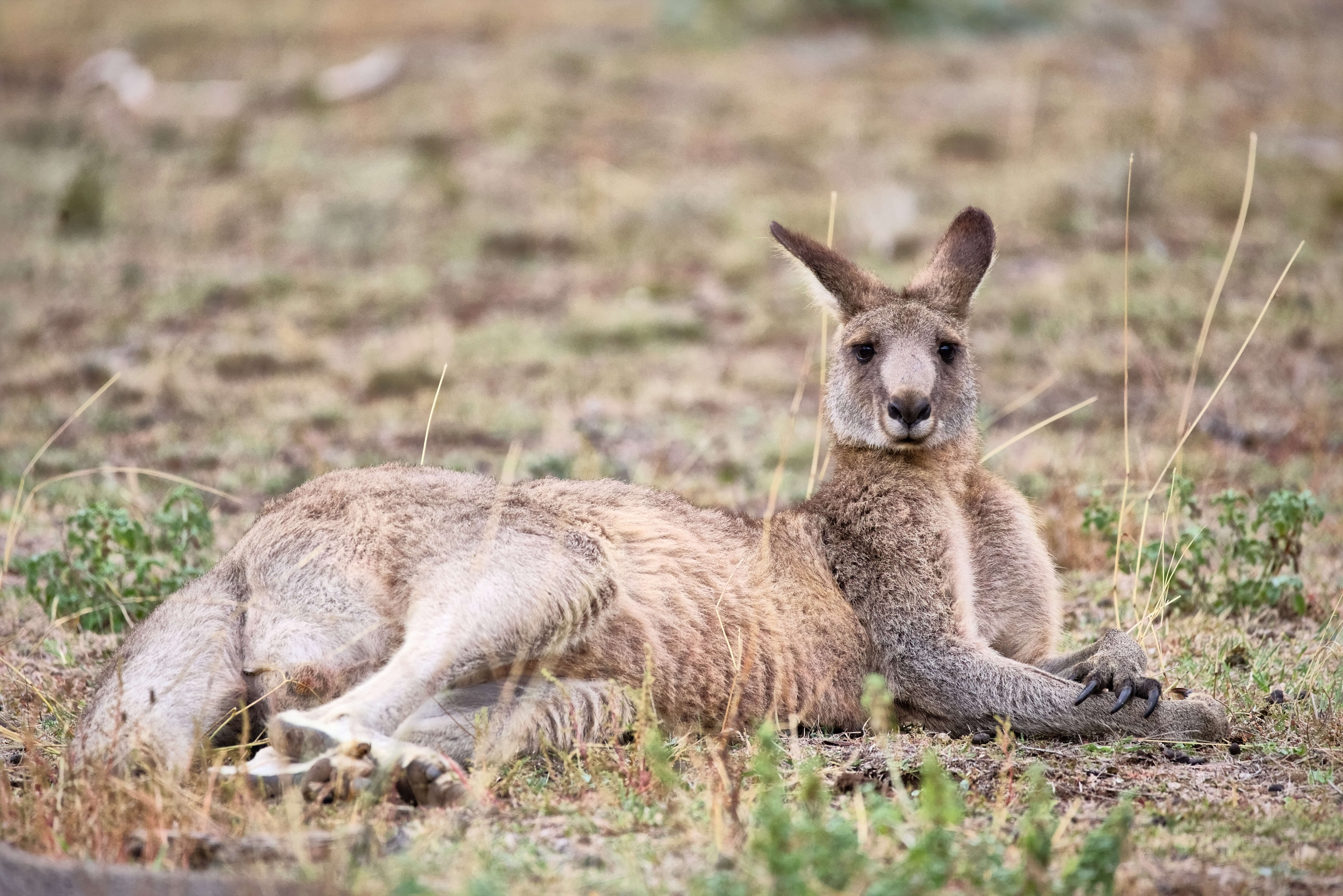 Image of kangaroo