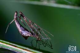 Image of Rhomphaea projiciens O. Pickard-Cambridge 1896