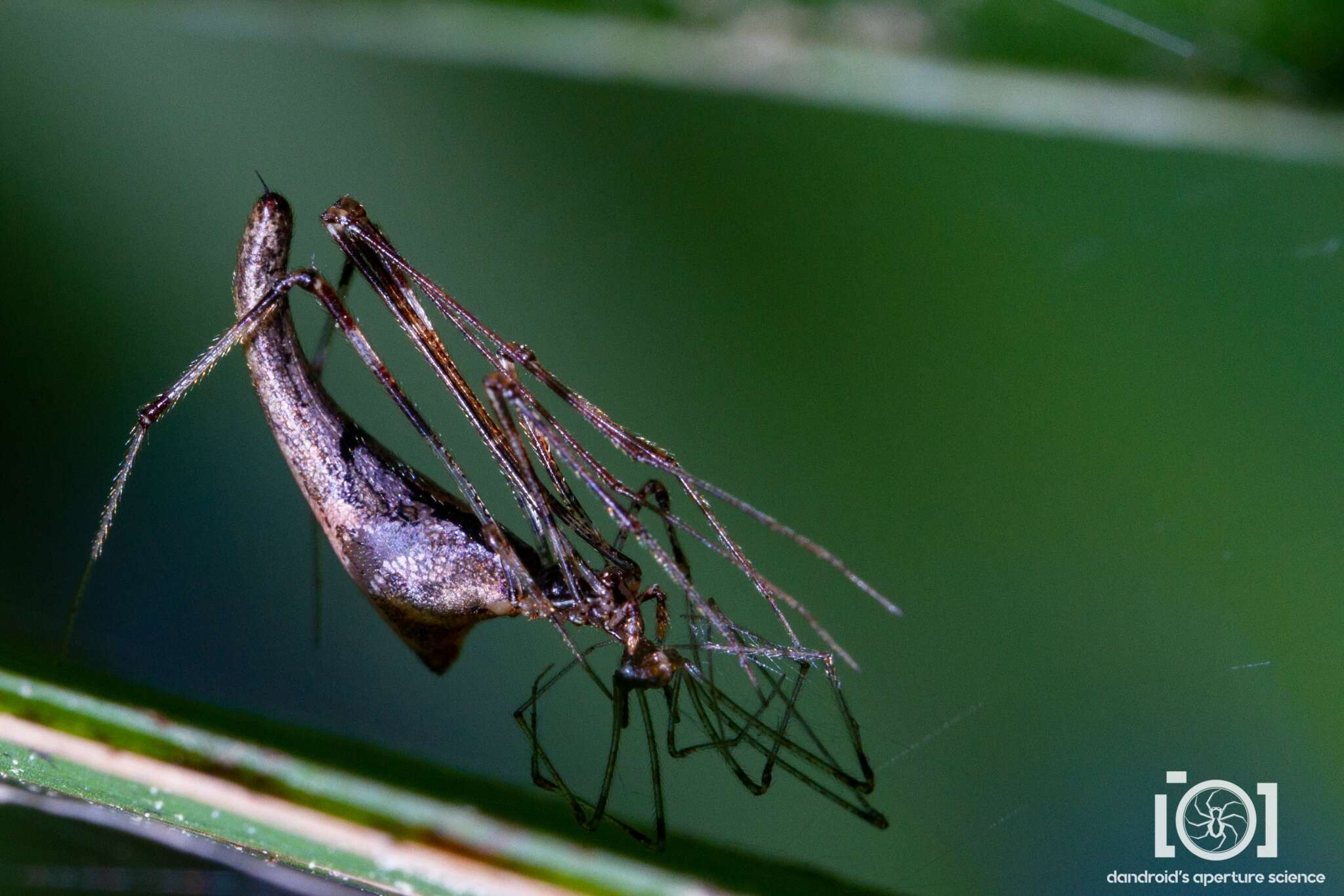 Image of Rhomphaea projiciens O. Pickard-Cambridge 1896