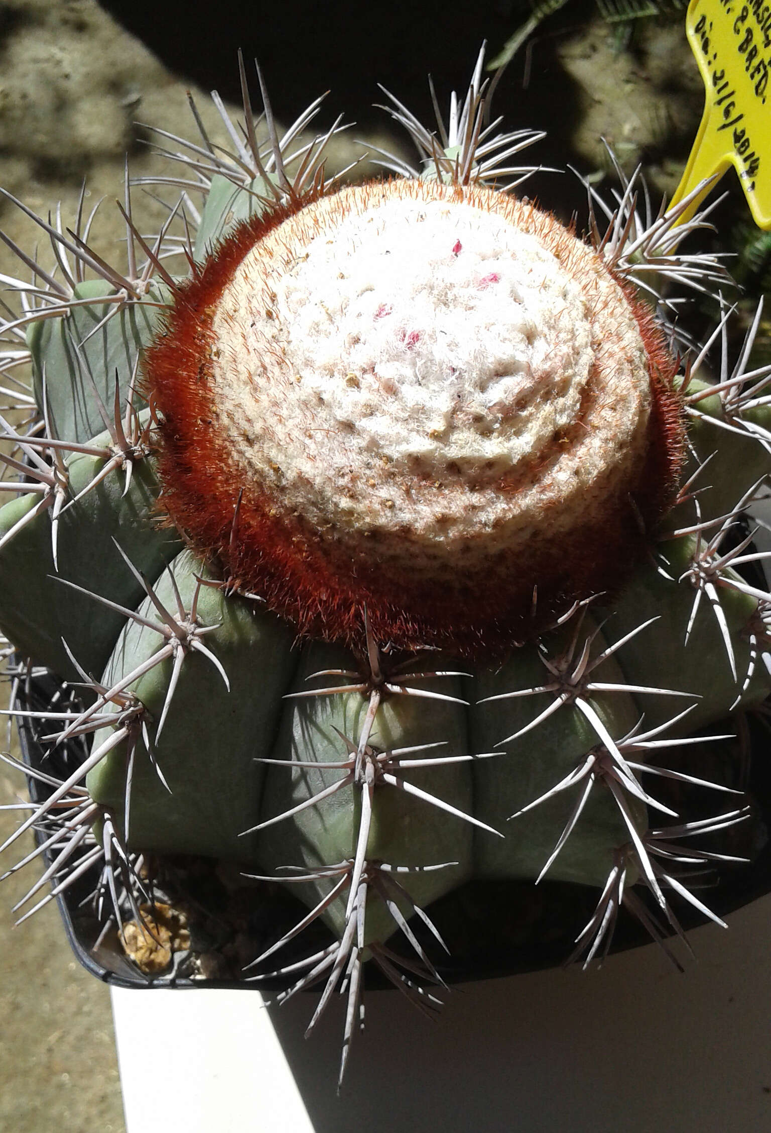 Image of Melocactus azureus Buining & Brederoo