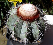 Image of Melocactus azureus Buining & Brederoo